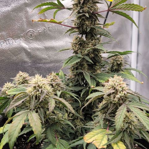 Cuba Libre growlog timeline photo