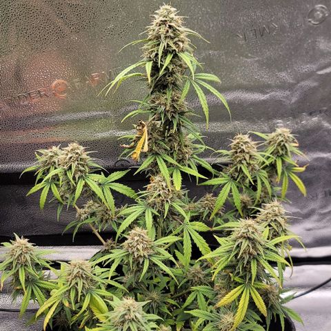 Northern Lights growlog timeline photo