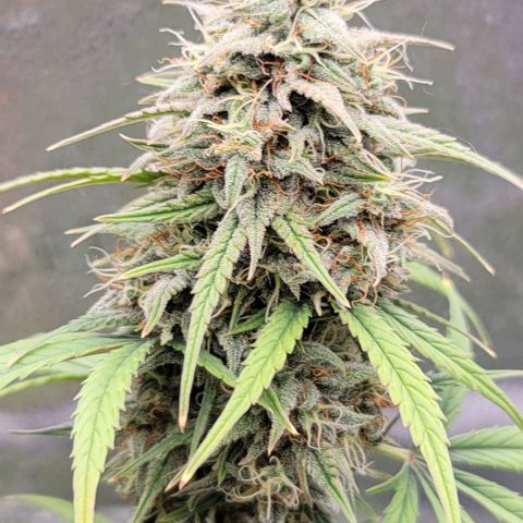 Northern Lights growlog timeline photo