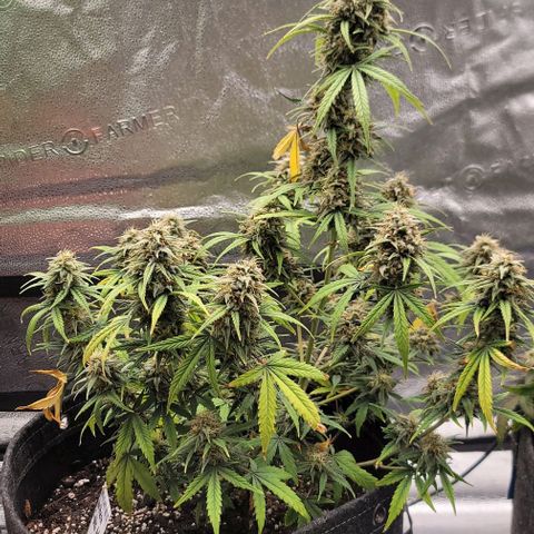 Northern Lights growlog timeline photo