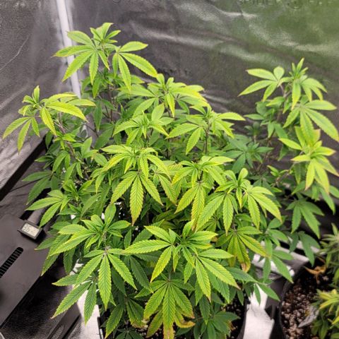 Pinkman Goo #1 growlog timeline photo