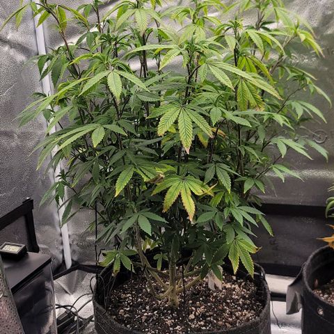 Pinkman Goo #1 growlog timeline photo