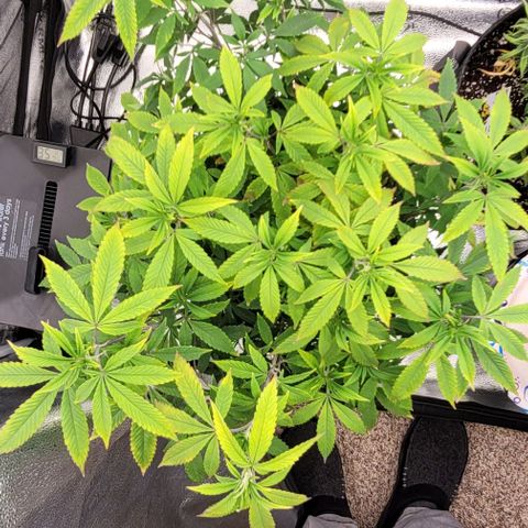 Pinkman Goo #1 growlog timeline photo