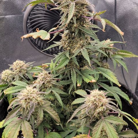 Cuba Libre growlog timeline photo