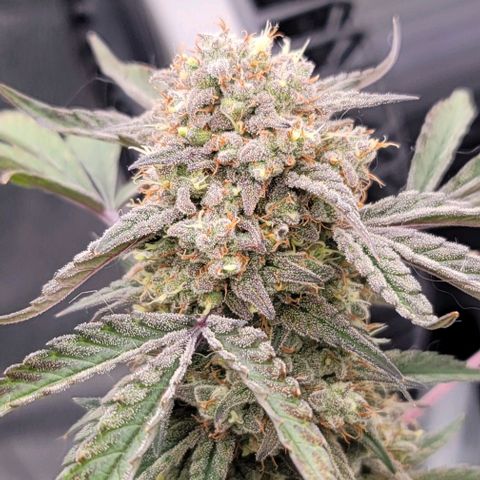 Cuba Libre growlog timeline photo