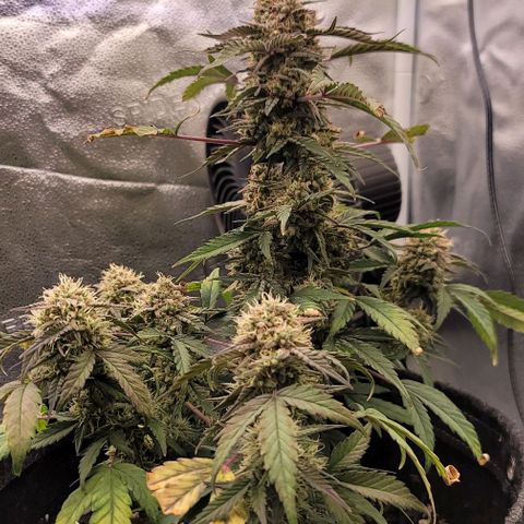 Cuba Libre growlog timeline photo