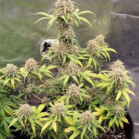Northern Lights growlog timeline photo