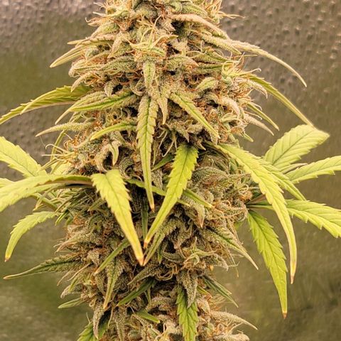 Northern Lights growlog timeline photo