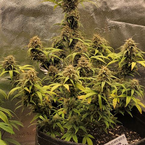 Northern Lights growlog timeline photo