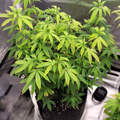 Pinkman Goo #1 growlog timeline photo