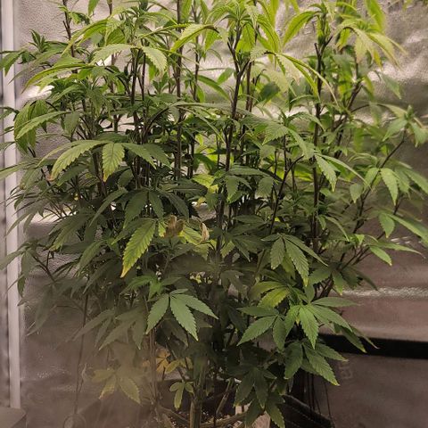 Pinkman Goo #1 growlog timeline photo