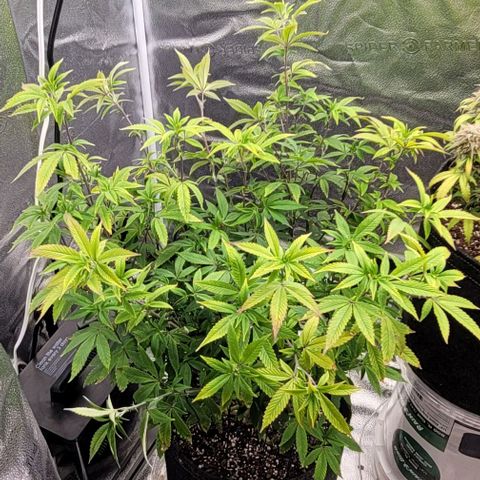 Pinkman Goo #1 growlog timeline photo