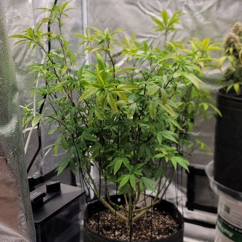 Pinkman Goo #1 growlog timeline photo