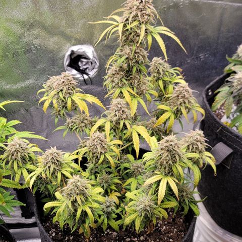 Northern Lights growlog timeline photo