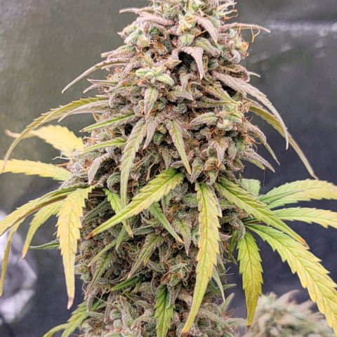 Northern Lights growlog timeline photo