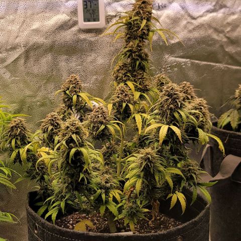 Northern Lights growlog timeline photo