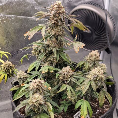 Cuba Libre growlog timeline photo