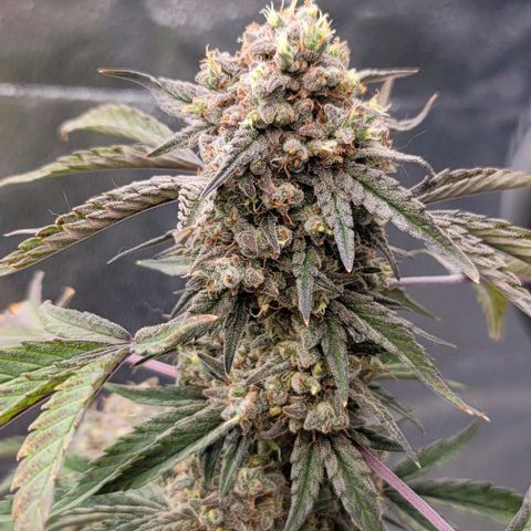 Cuba Libre growlog timeline photo