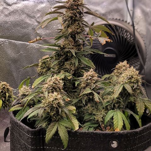 Cuba Libre growlog timeline photo