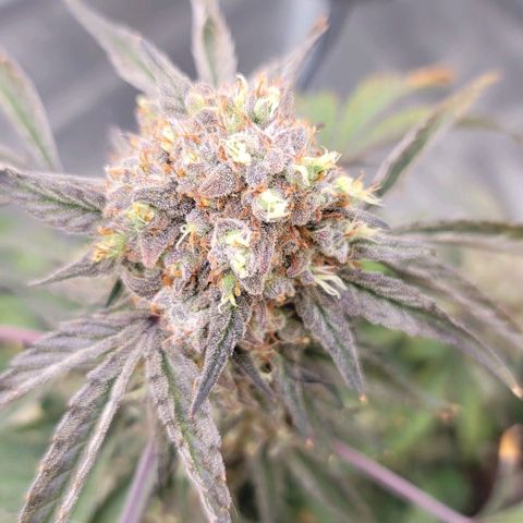 Cuba Libre growlog timeline photo
