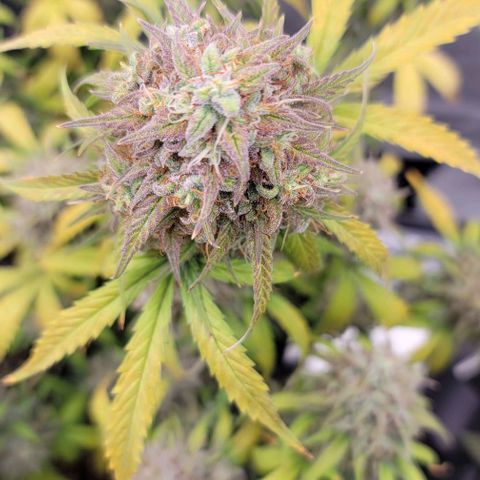 Northern Lights growlog timeline photo