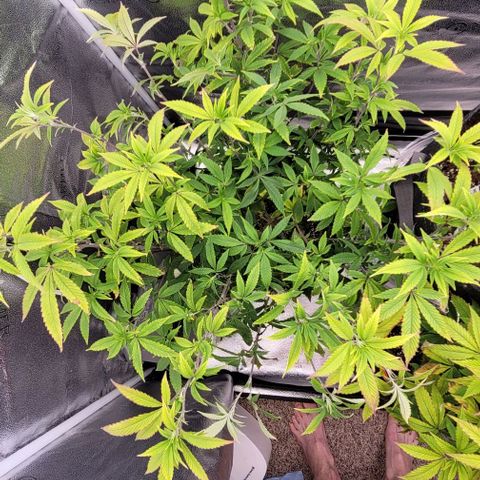 Pinkman Goo #1 growlog timeline photo
