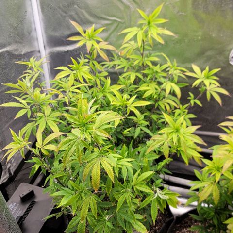 Pinkman Goo #1 growlog timeline photo