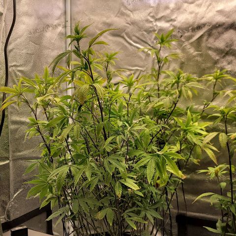 Pinkman Goo #1 growlog timeline photo