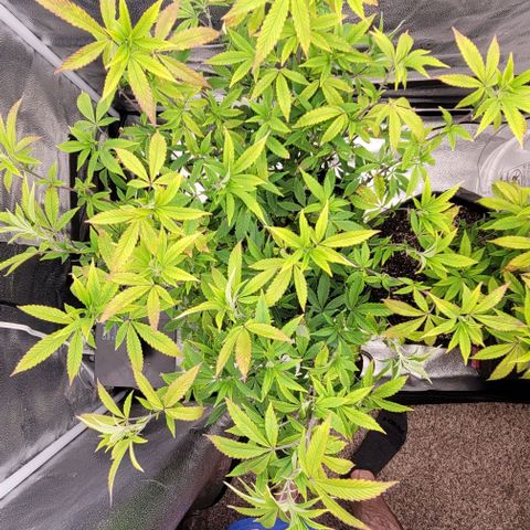 Pinkman Goo #1 growlog timeline photo