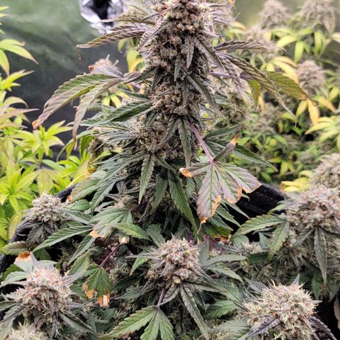 Cuba Libre growlog timeline photo