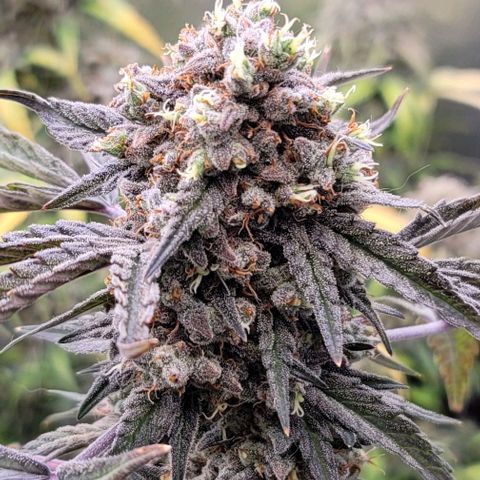 Cuba Libre growlog timeline photo