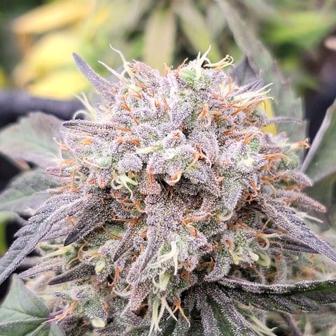 Cuba Libre growlog timeline photo