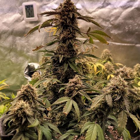 Cuba Libre growlog timeline photo