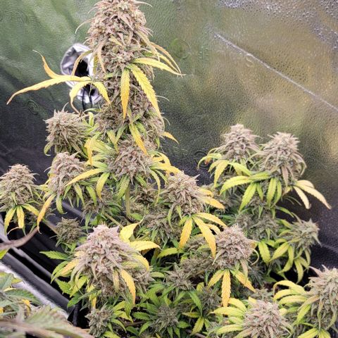 Northern Lights growlog timeline photo