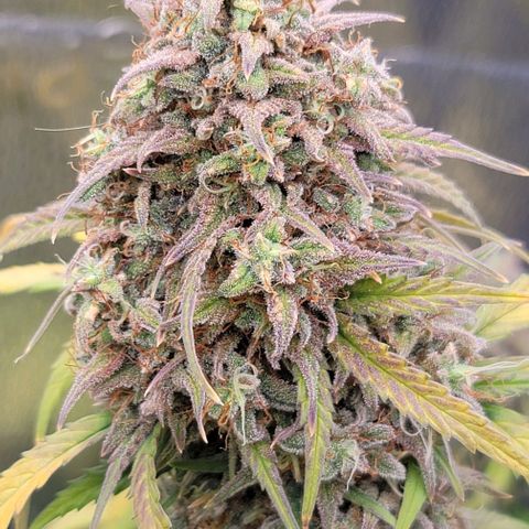 Northern Lights growlog timeline photo