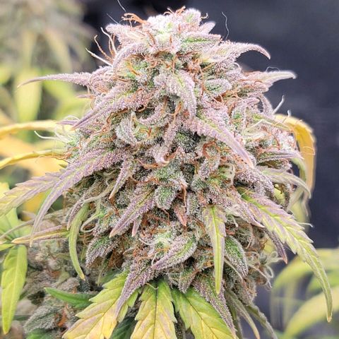 Northern Lights growlog timeline photo