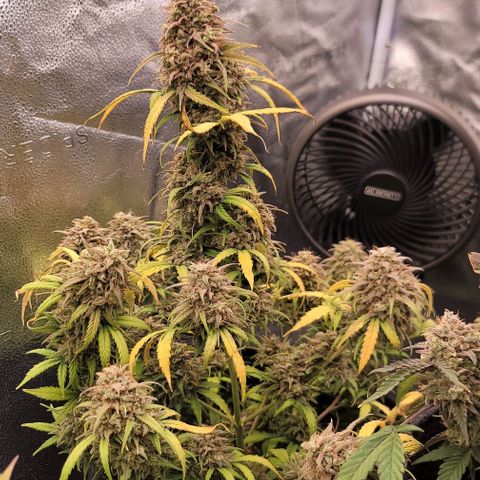 Northern Lights growlog timeline photo