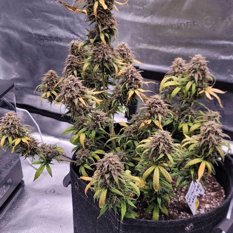 Northern Lights growlog timeline photo