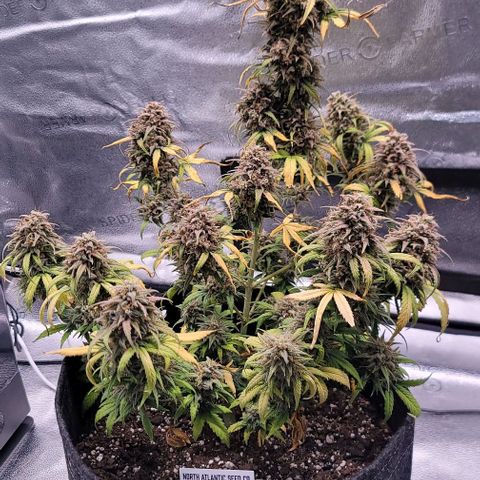 Northern Lights growlog timeline photo