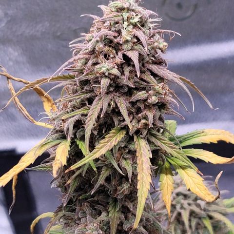 Northern Lights growlog timeline photo