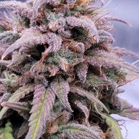 Northern Lights growlog timeline photo