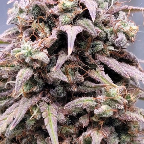 Northern Lights growlog timeline photo