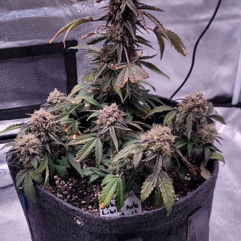 Cuba Libre growlog timeline photo
