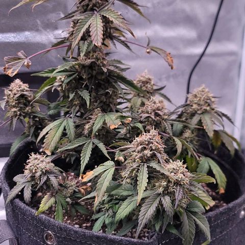 Cuba Libre growlog timeline photo