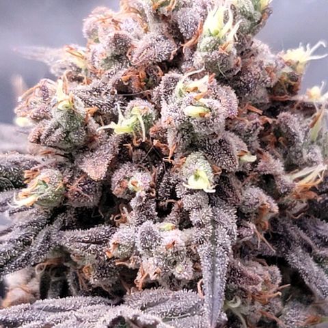 Cuba Libre growlog timeline photo