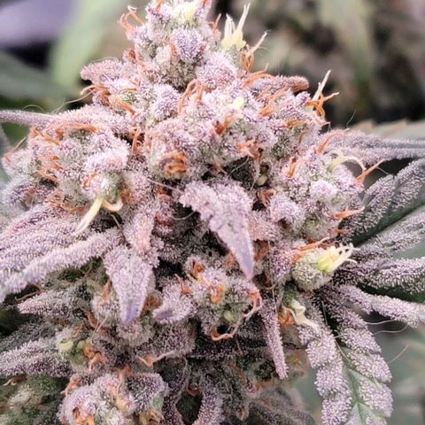 Cuba Libre growlog timeline photo