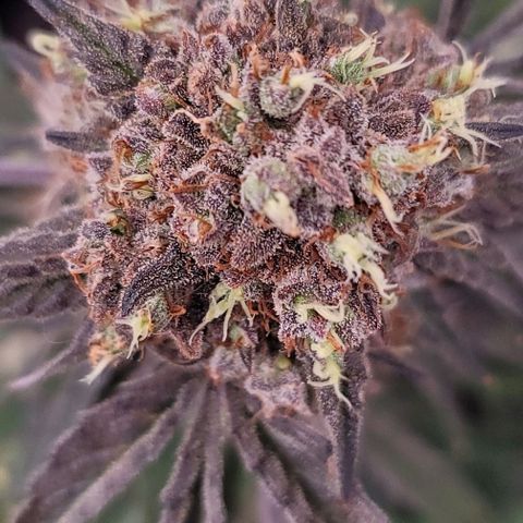 Cuba Libre growlog timeline photo