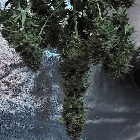 Northern Lights growlog timeline photo