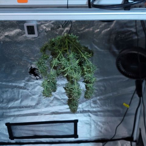 Northern Lights growlog timeline photo