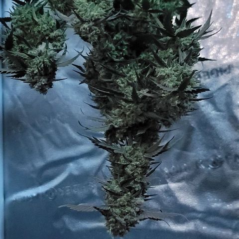 Cuba Libre growlog timeline photo